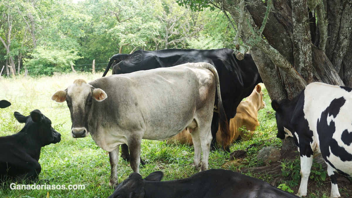 ENFRIAMIENTO EFICIENTE DE VACAS LECHERAS EN CONDICIONES DE CALOR