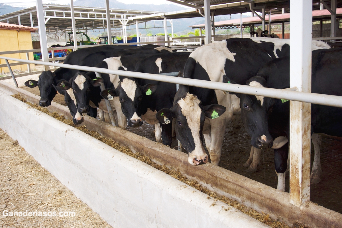 IMPORTANCIA Y CONSECUENCIAS DE LA NUTRICIÓN MATERNA DURANTE LA GESTACIÓN PARA EL FUTURO REPRODUCTIVO DE SU DESCENDENCIA