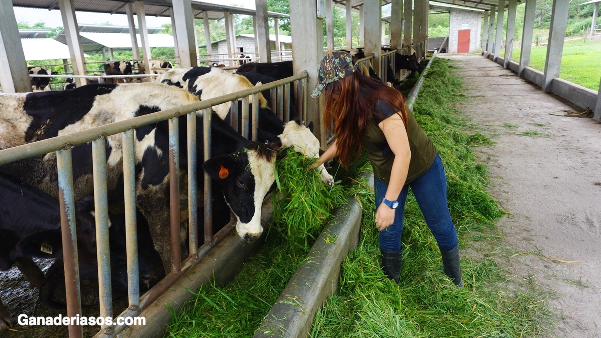 MANEJO DE MANO DE OBRA RESPONSABLE DE LA ALIMENTACIÓN DE LAS VACAS LECHERAS LACTANTES