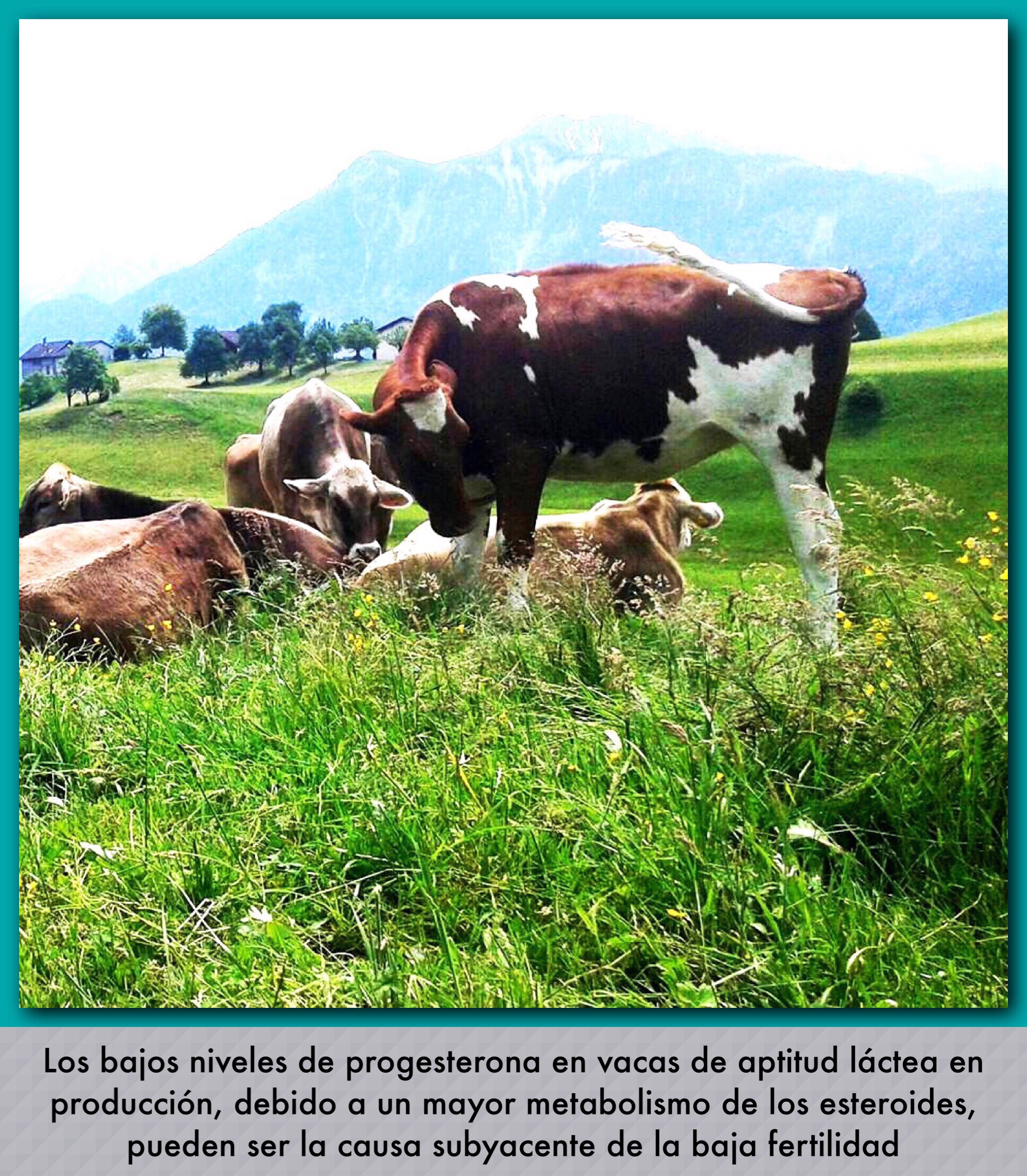 MEJORA DE LA FERTILIDAD DE VACAS EN LACTACIÓN