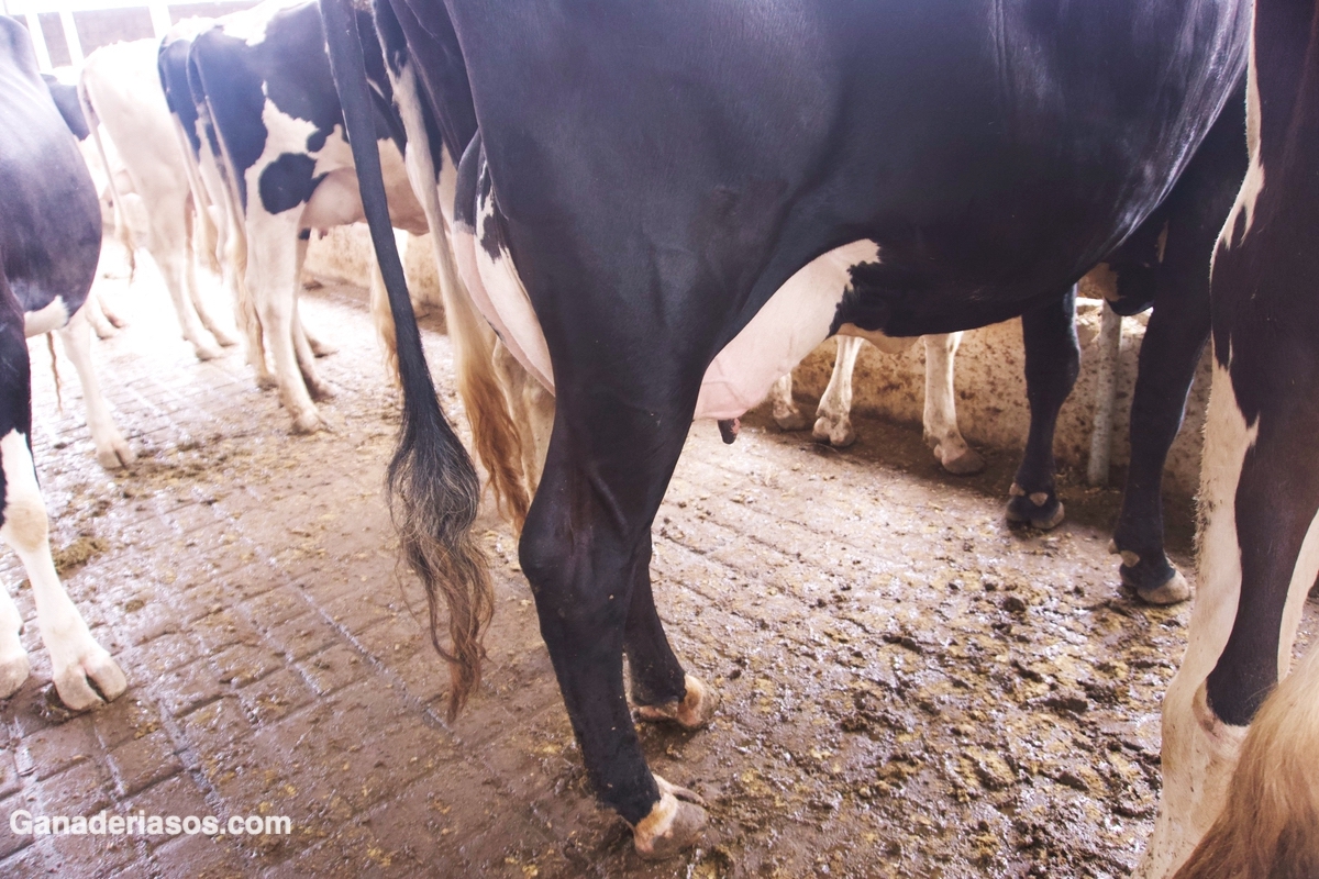 INTRODUCCIÓN AL MEJORAMIENTO ANIMAL