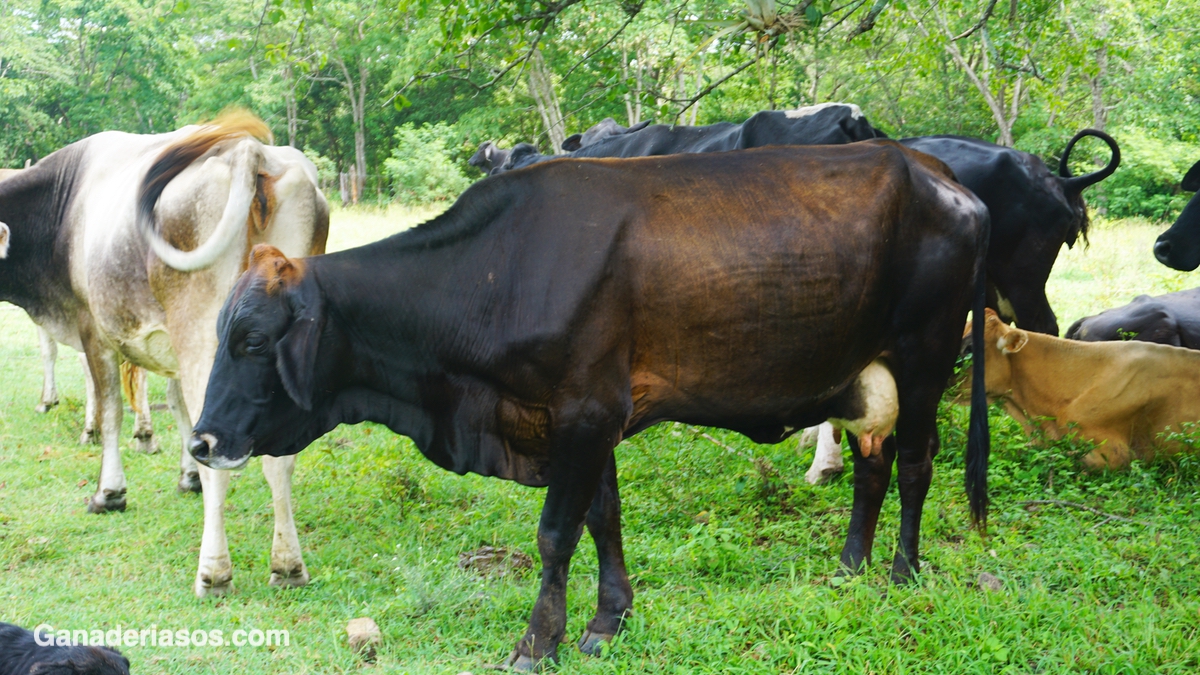 HIPOCALCEMIA SUBCLINICA, O FIEBRE DE LA LECHE, EN VACAS LECHERAS PORQUÉ TANTO ESCÁNDALO ?