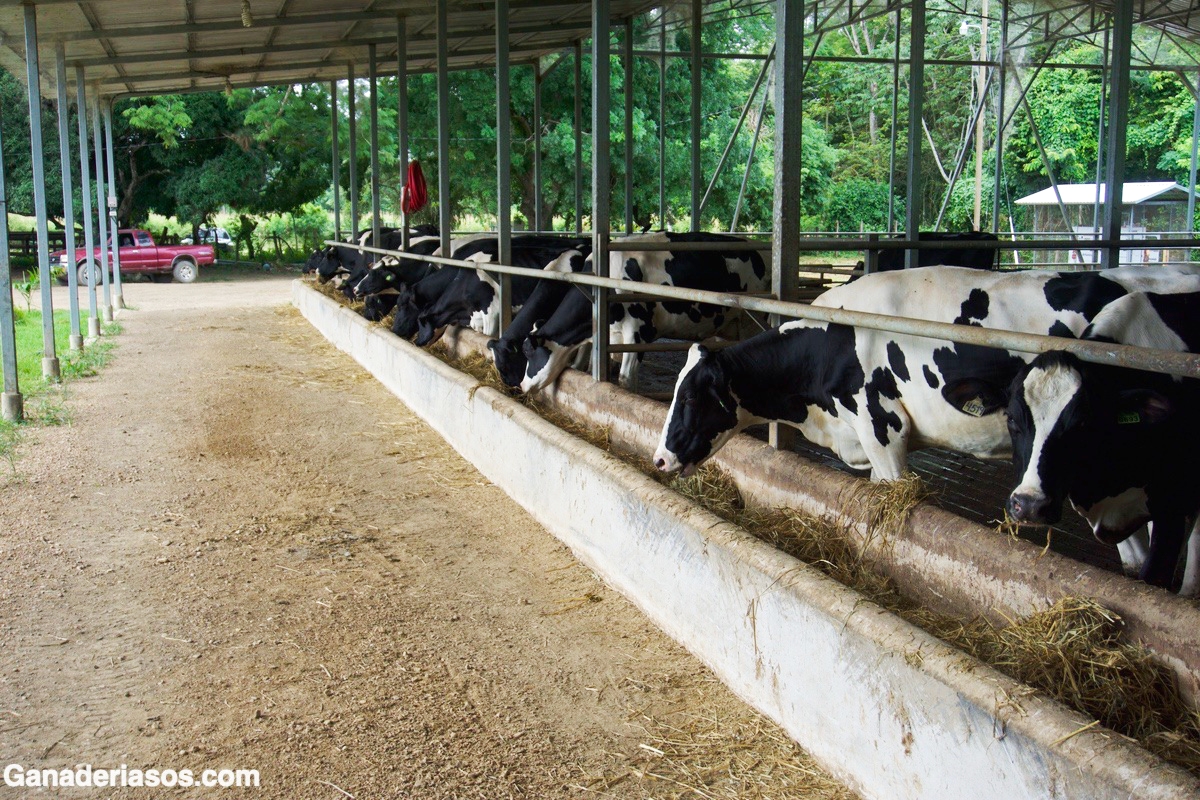 REFORZAR EL CUIDADO DEL SISTEMA INMUNE DE LAS VACAS LECHERAS AL PERIPARTO