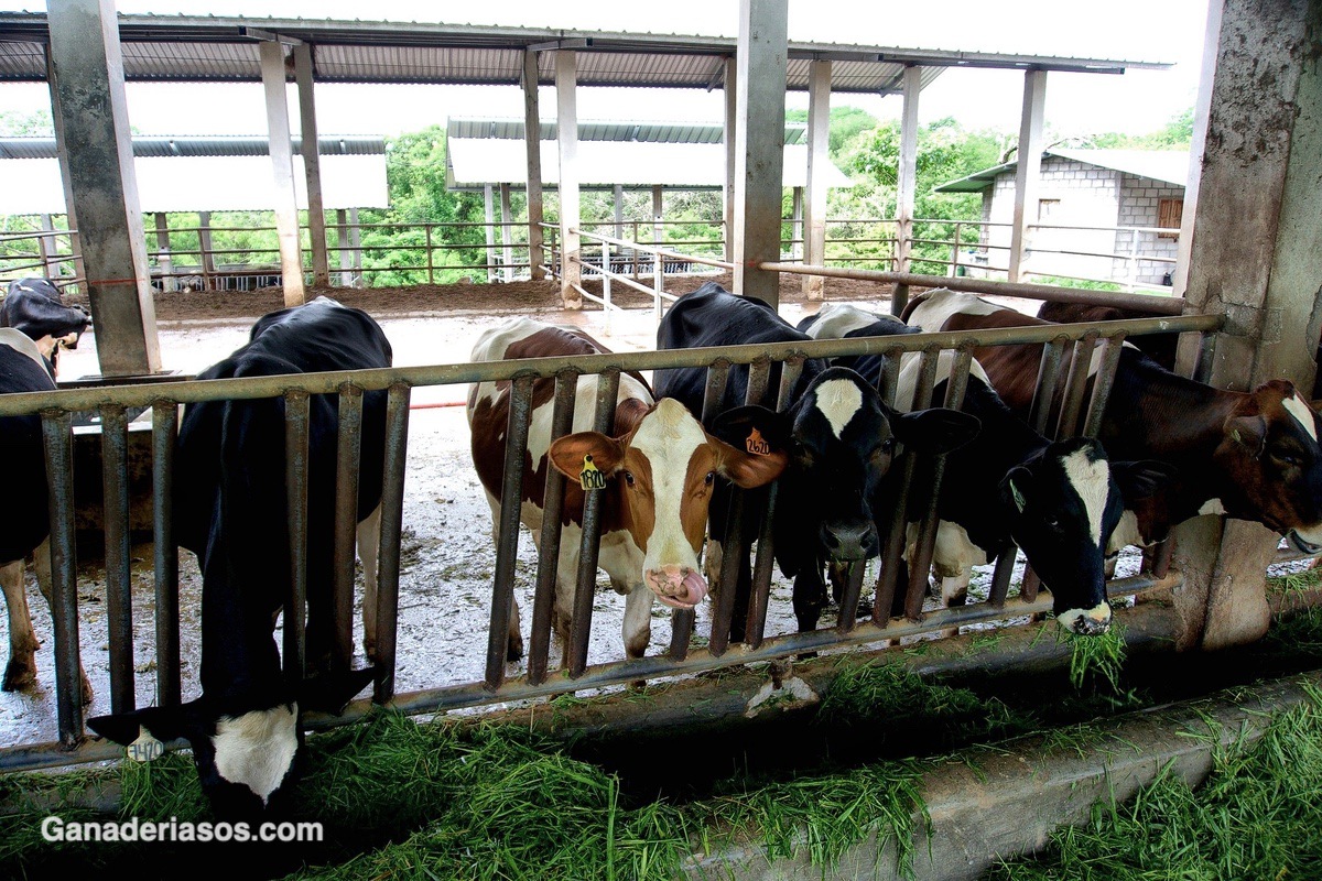 FÓSFORO:IMPORTANCIA, PROBLEMAS AMBIENTALES Y REQUERIMIENTOS EN GANADO DE LECHE