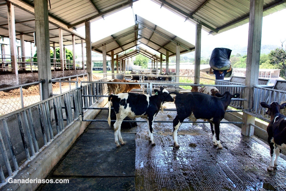 MOSCAS EN LA LECHERÍA: ¿POR QUE ESTÁN Y CÓMO NOS DESHACEMOS DE ELLAS ?