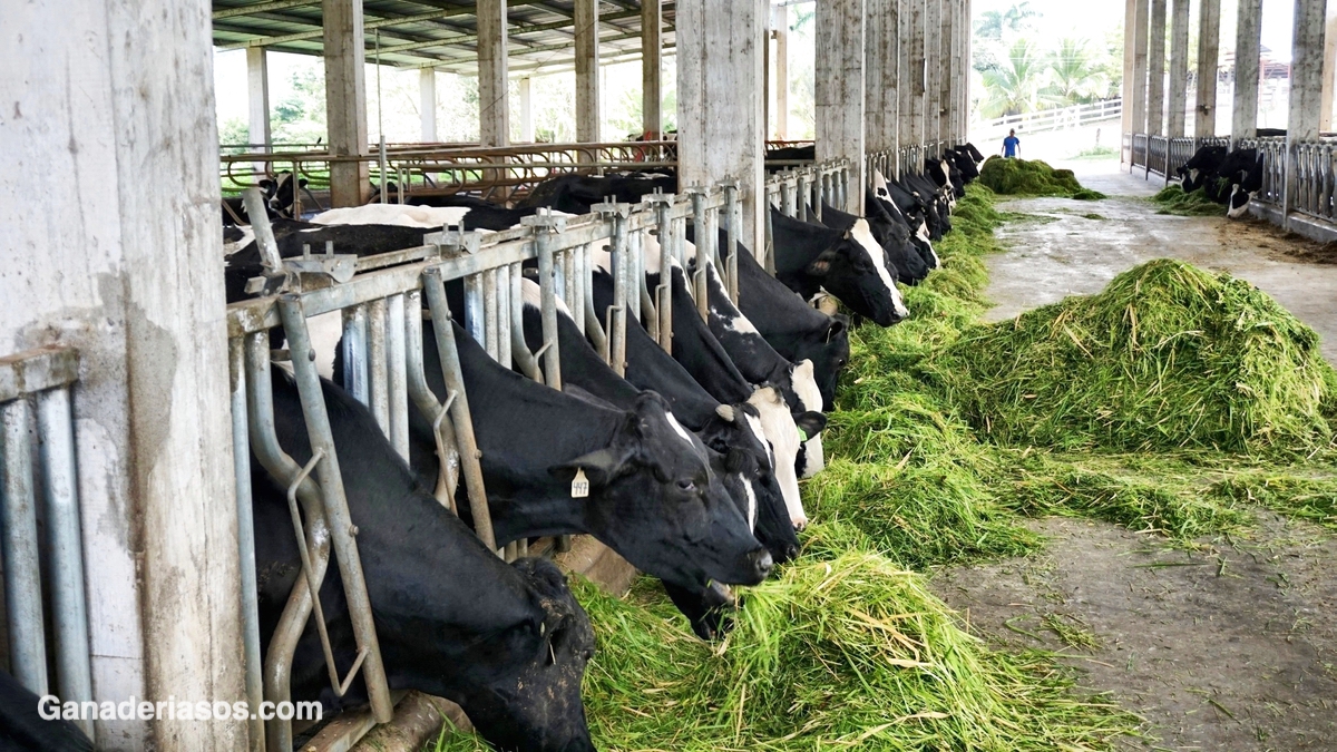 NUTRICIÓN DE VACAS EN TRANSICIÓN EN SU FUTURO DESEMPEÑO REPRODUCTIVO