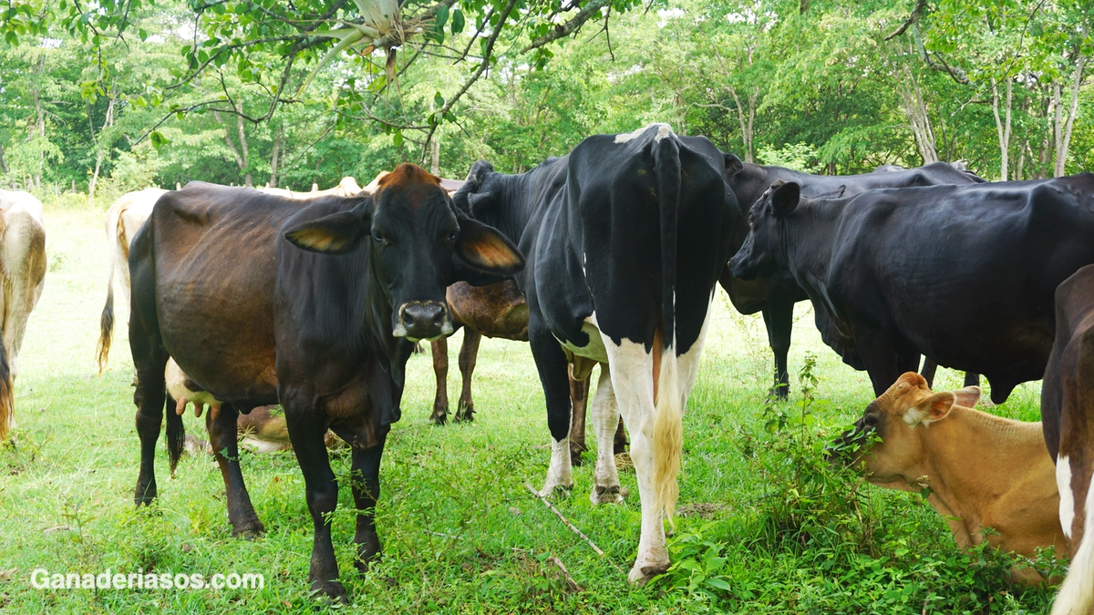 ¿POR QUÉ NO SE PREÑAN NUESTRAS VACAS ?