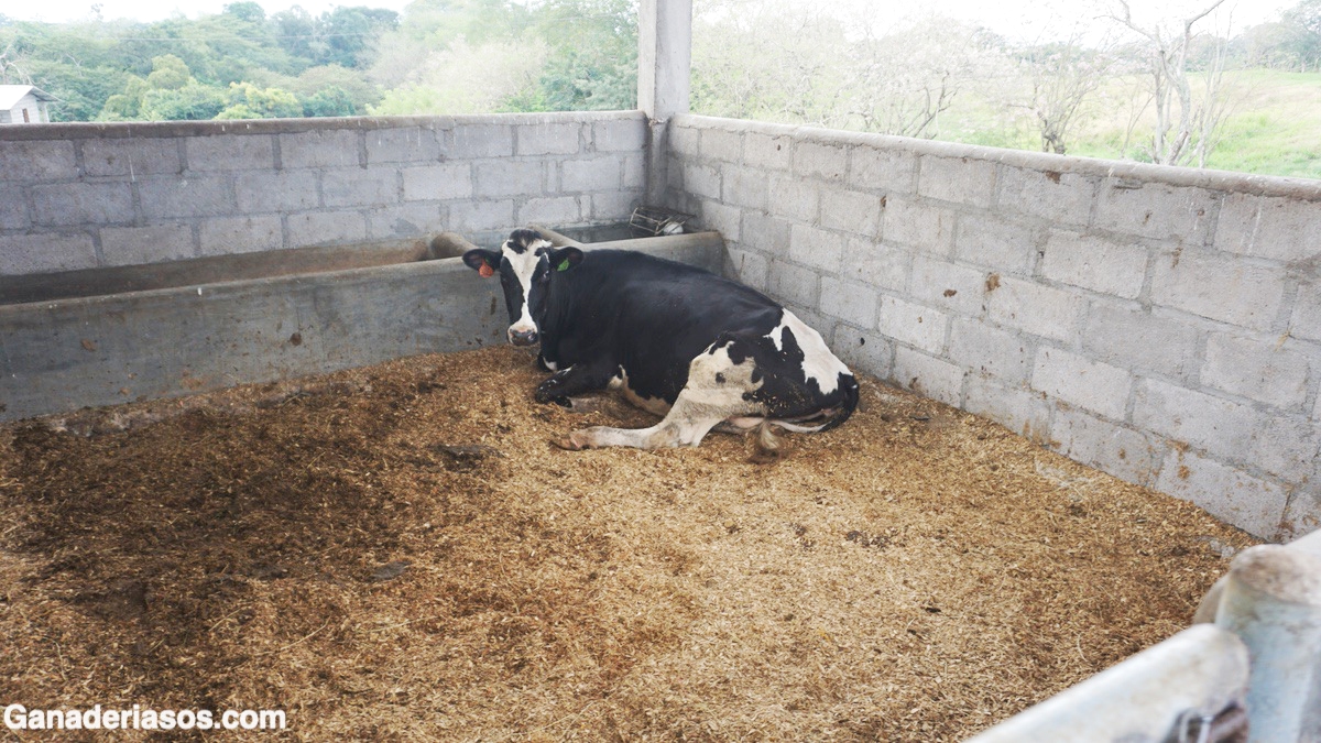 VACA CAÍDA