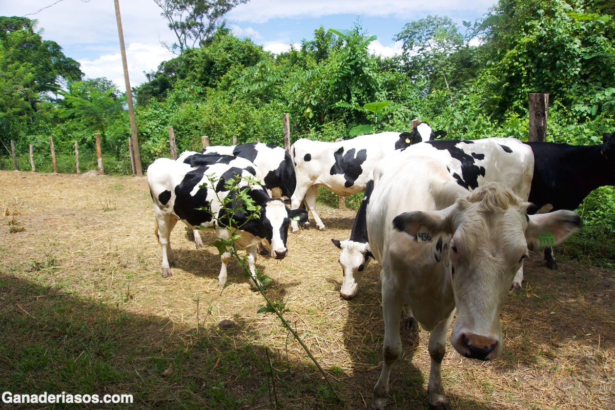 BETA-CAROTENO Y SU RELACIÓN DIRECTA CON LA SALUD REPRODUCTIVA DE LA VACA LECHERA