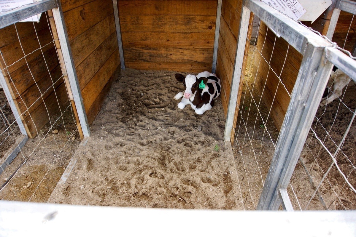 TIEMPO PARA HACER LA INSEMINACION ARTIFICIAL EN VACAS LECHERAS