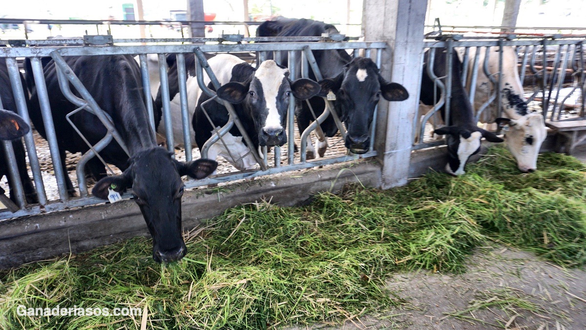 VACAS LECHERAS DE ALTA PRODUCCIÓN ADAPTACIÓN METABÓLICA DURANTE EL PERIODO PERIPARTAL