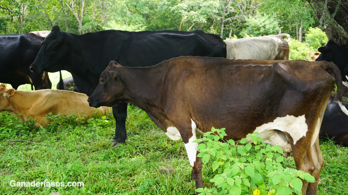 COMPOSICIÓN DE LA LECHE Y VALOR NUTRICIONAL