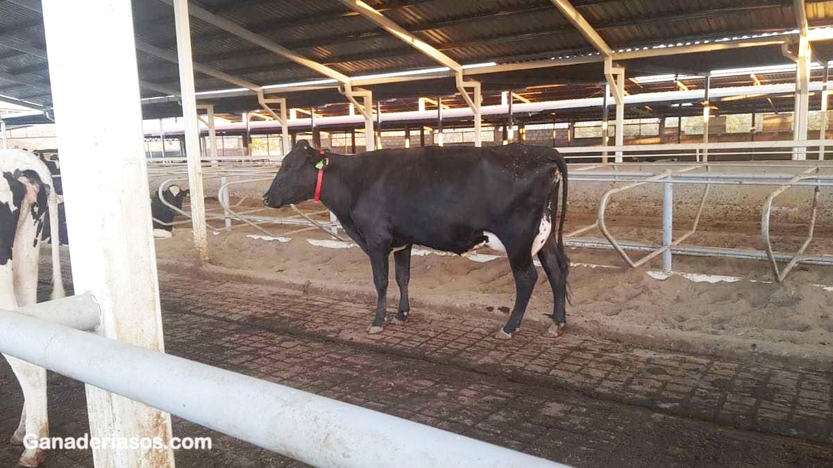 INSEMINACION ARTIFICIAL EN BOVINOS