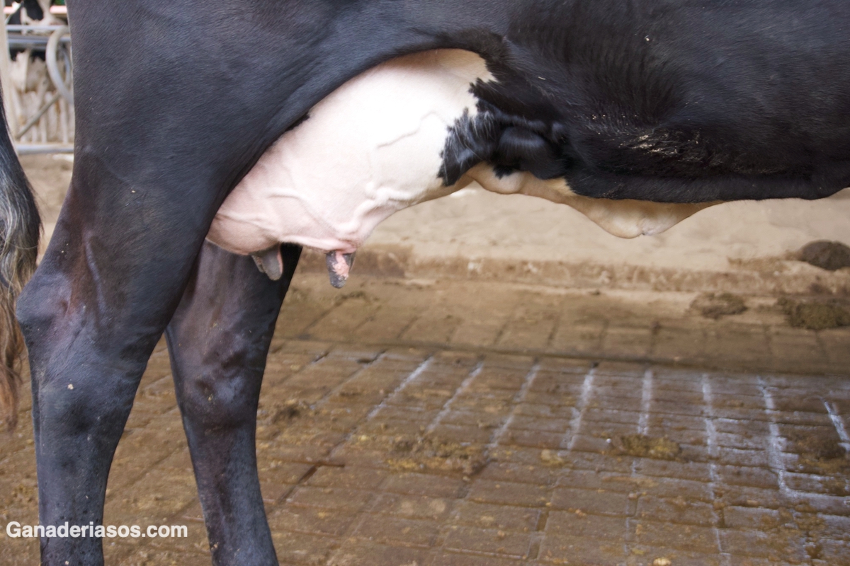 PROBLEMAS DE BIENESTAR DURANTE EL PERIODO SECO EN VACAS DE LECHE