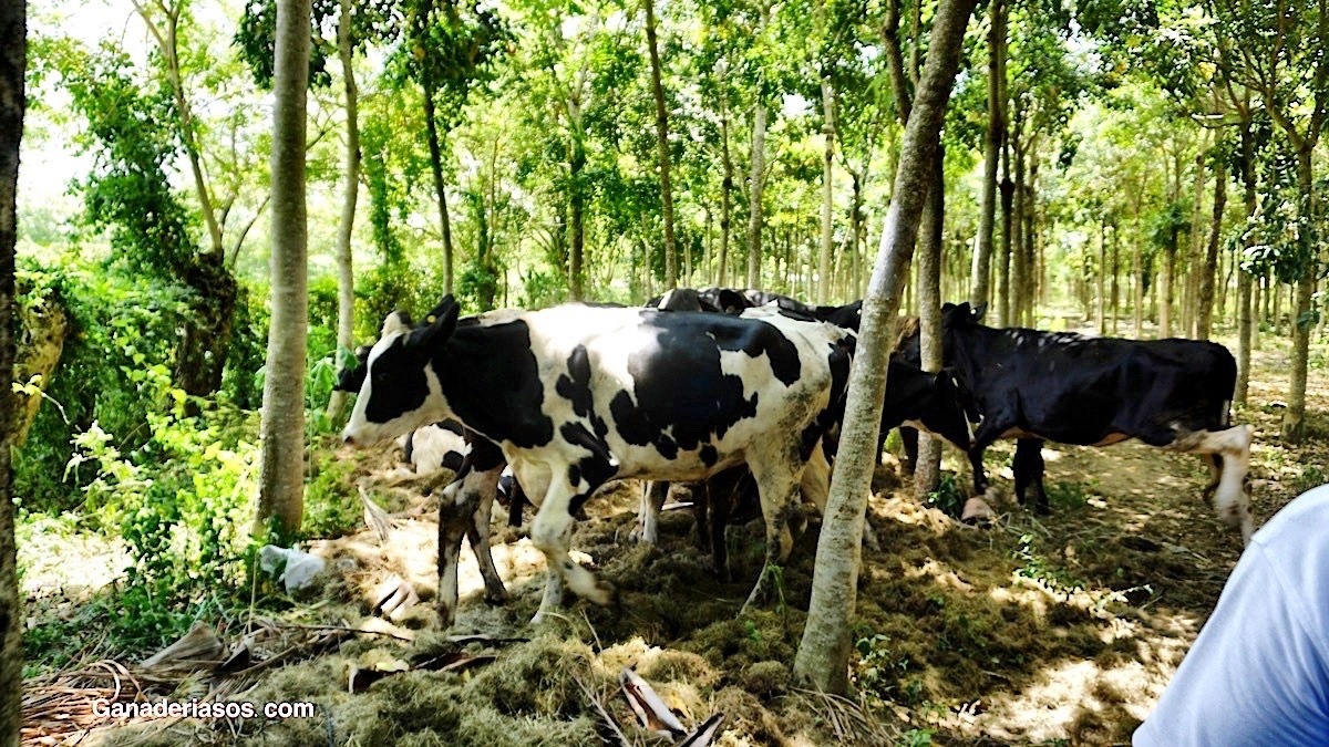 LA IMPORTANCIA DEL AGUA EN EL HATO LECHERO