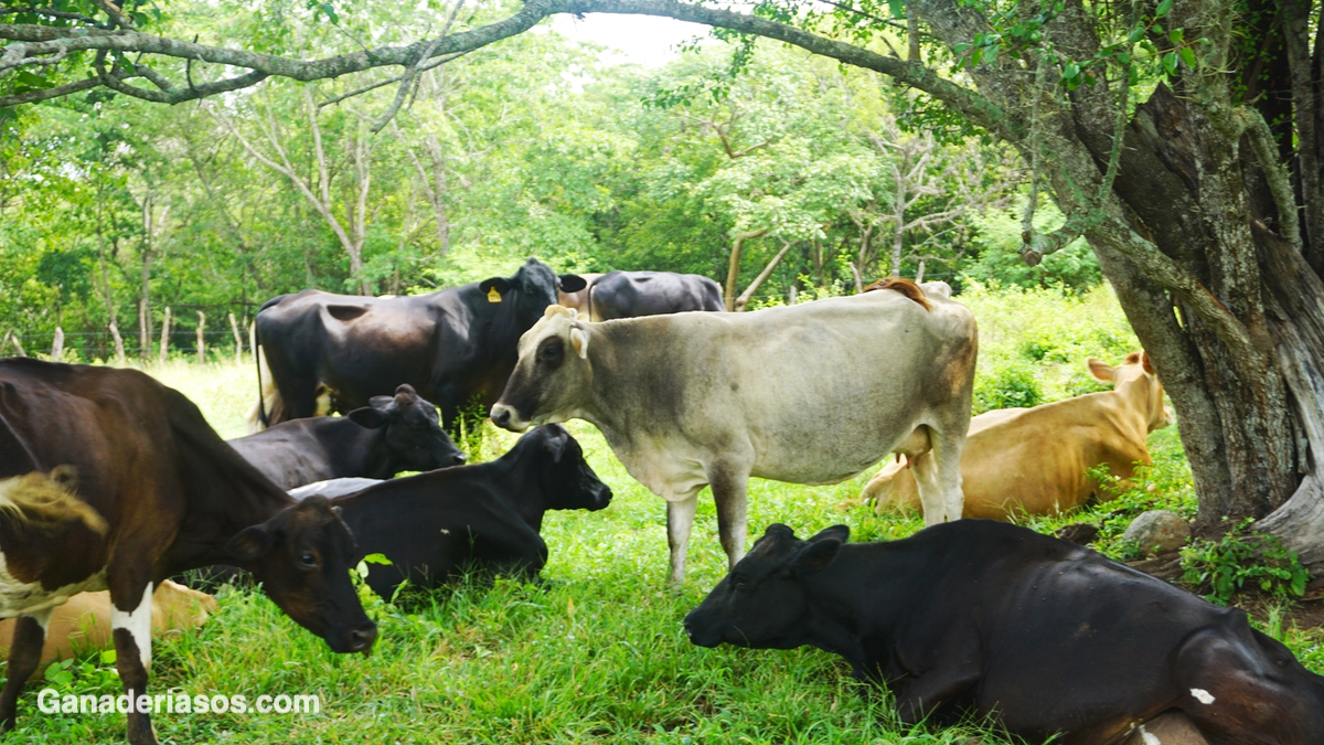 IMPORTANCIA DE LA NUTRICIÓN EN LA REPRODUCCIÓN DE LAS VACAS LECHERAS