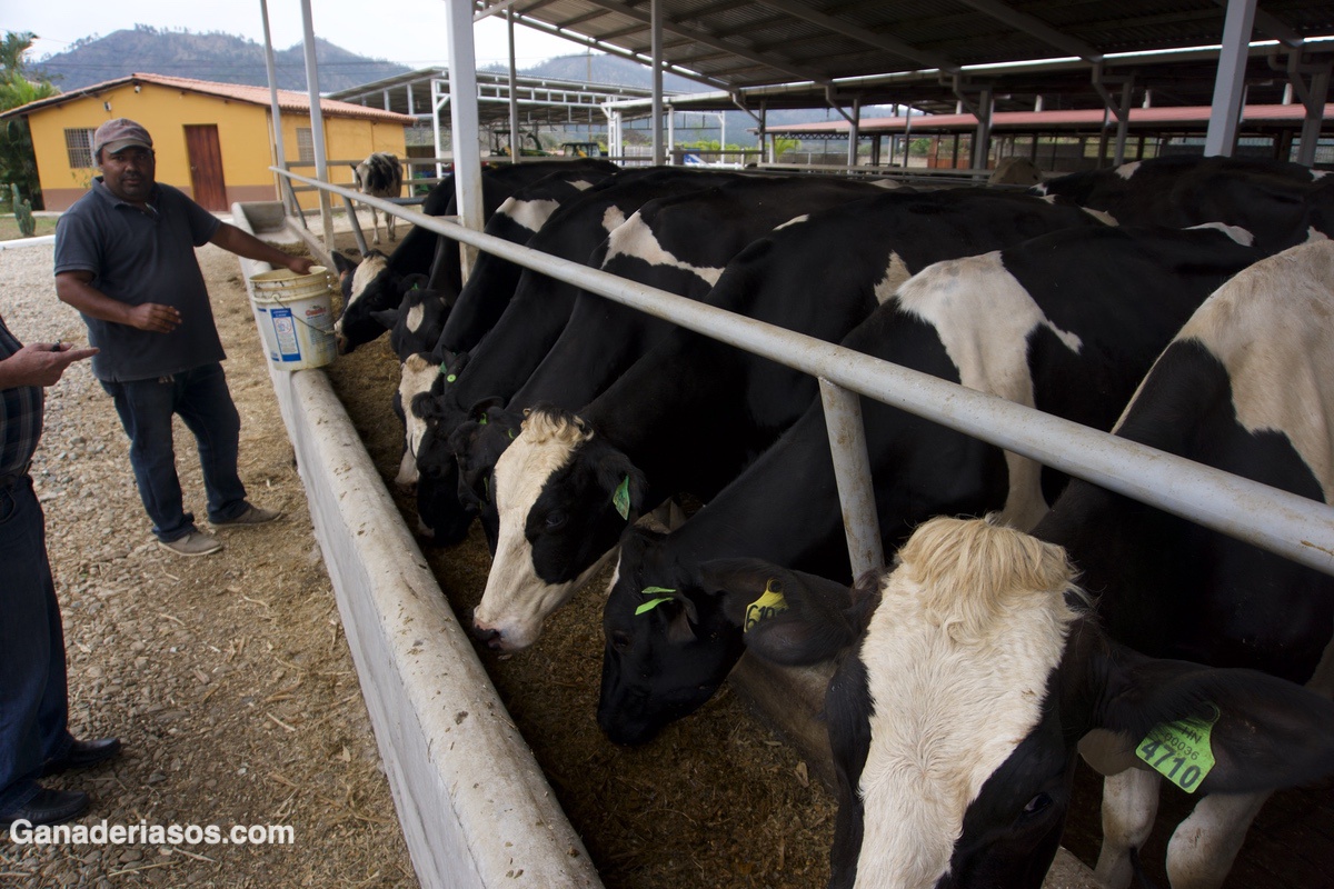 “CADA HORA EXTRA QUE LA VACA ESTÁ ACOSTADA SON 1.7 LITROS MÁS DE LECHE”