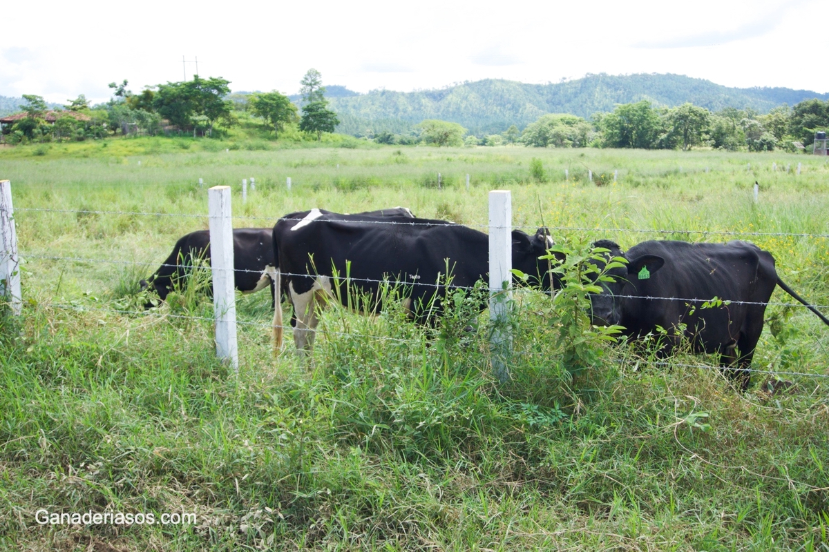 PASTOREO Y BIENESTAR ANIMAL, DOS PIEZAS CLAVE PARA LA SOSTENIBILIDAD DE LA PRODUCCIÓN DE LECHE