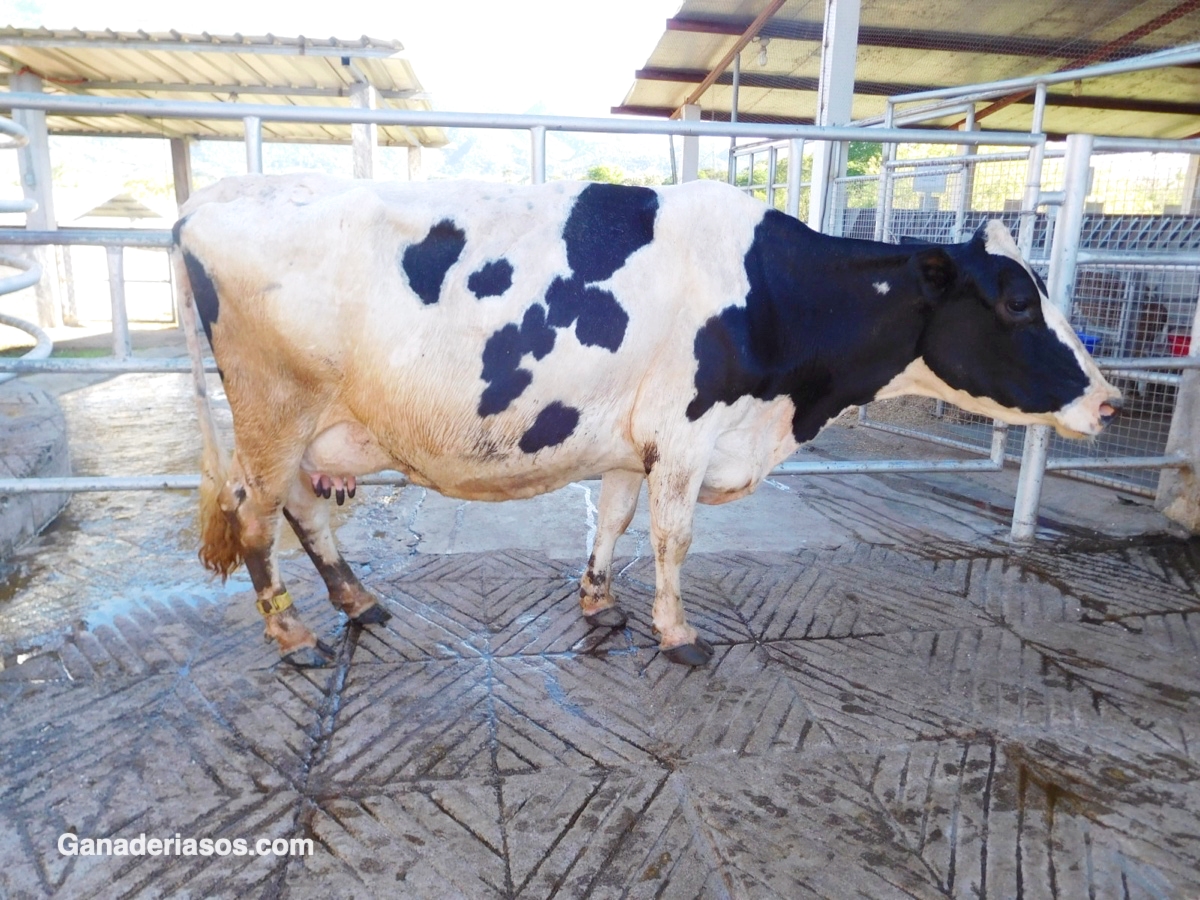 BIENESTAR DE LAS VACAS DE LECHE DURANTE EL PERIPARTO