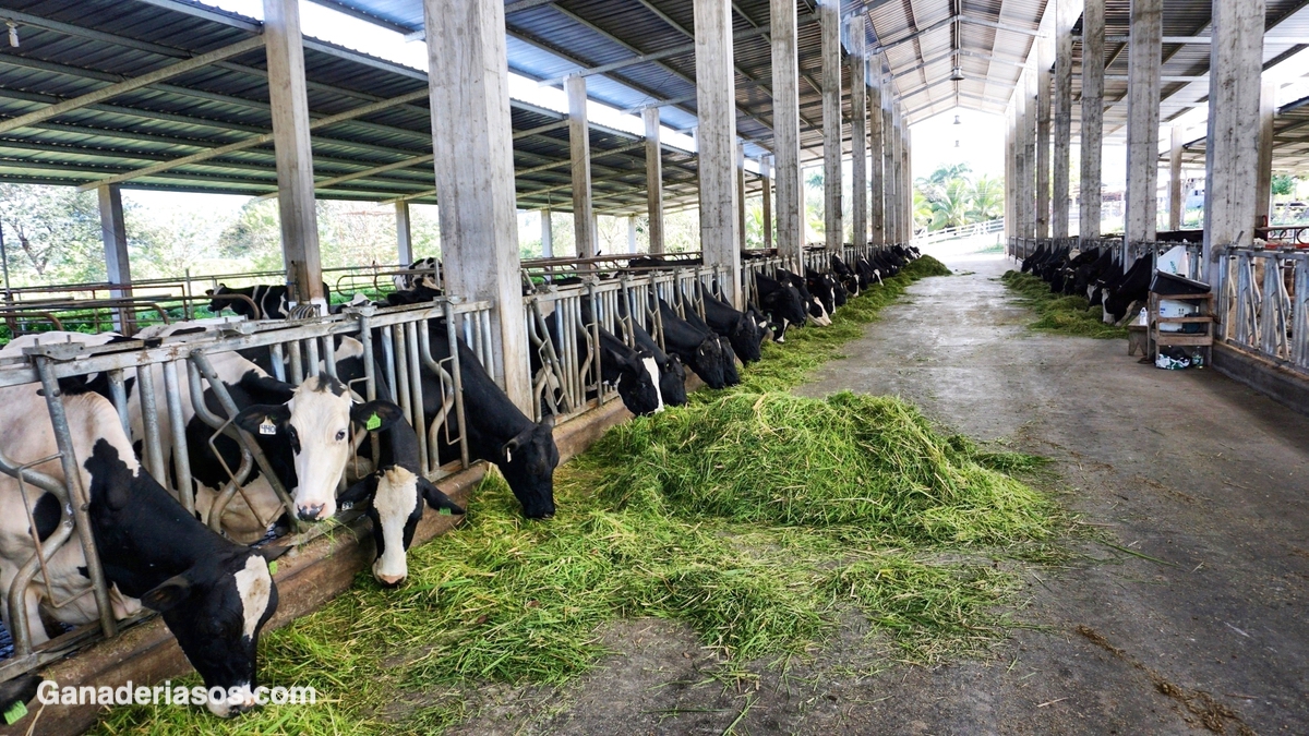 LECHERÍA SUSTENTABLE: UNA PROPUESTA PARA MEDIR LA SUSTENTABILIDAD DE LOS TAMBOS