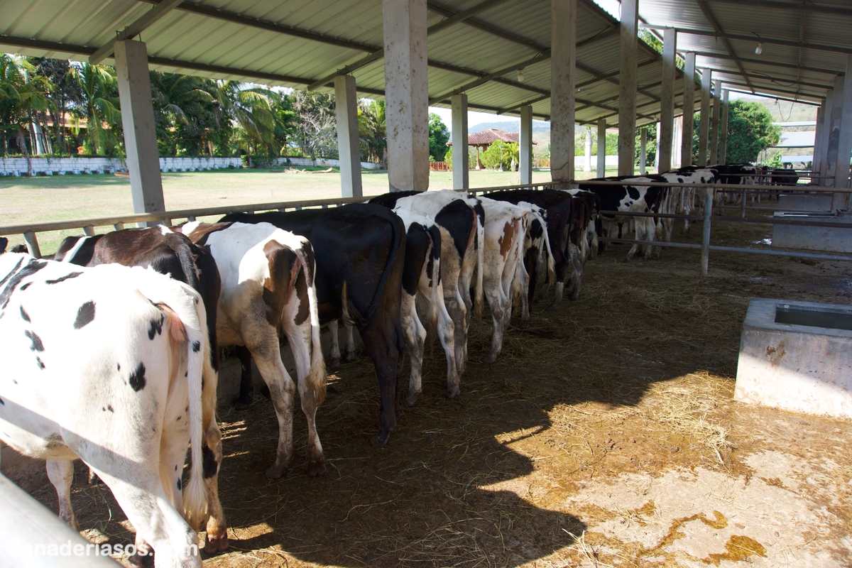 NUTRICIÓN CORRECTA DE VACAS DONANTES/MANEJO DE DONANTES Y RECEPTORAS