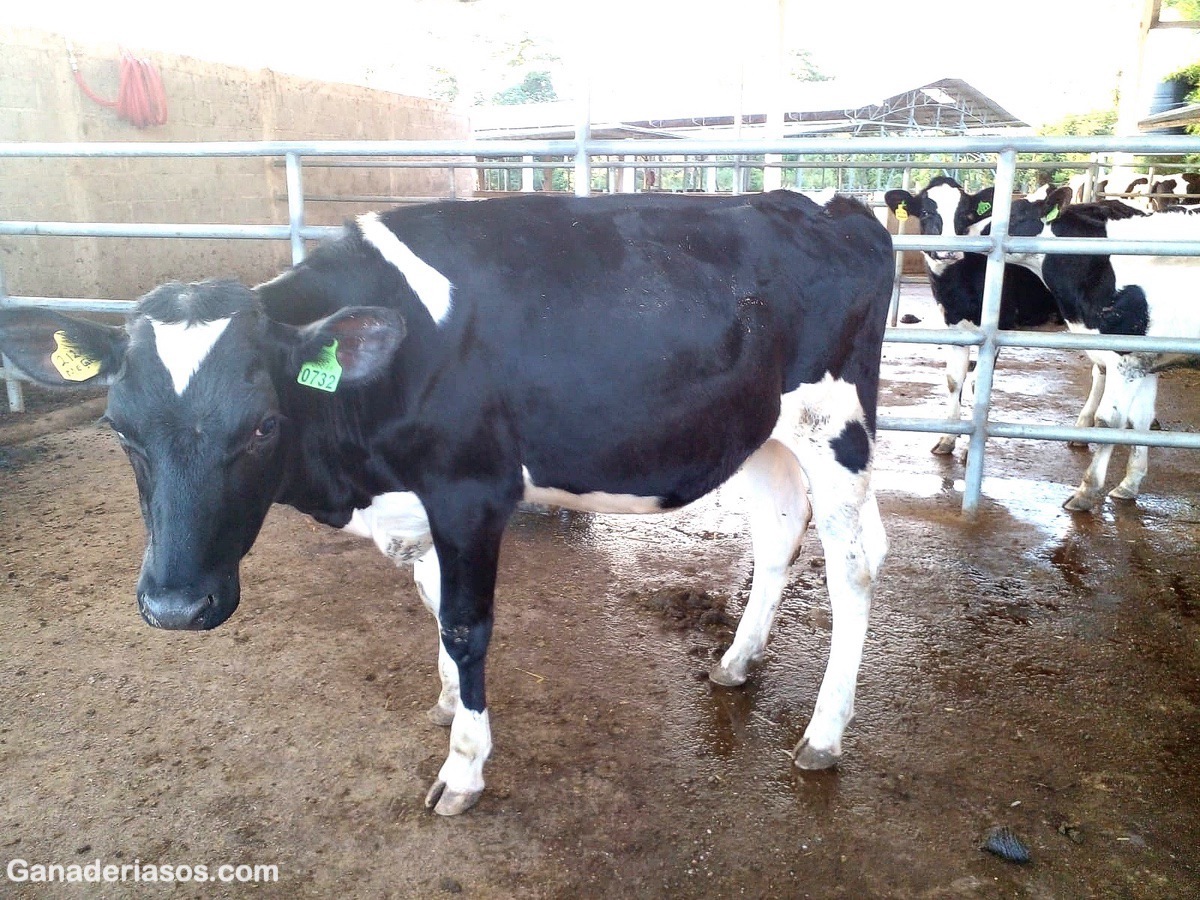 ESTRATEGIAS NUTRICIONALES PARA MEJORAR LA SALUD DE LAS VACAS