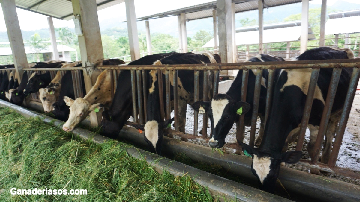 ¿A QUE GANADERÍA DE VACUNO DE  LECHE SE LE PUEDE LLAMAR  SOSTENIBLE?