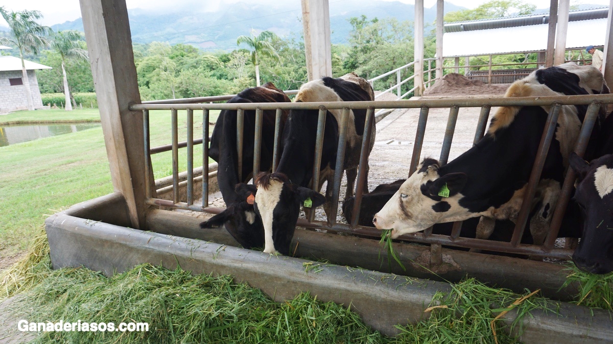 ALIMENTOS PARA VACAS LECHERAS