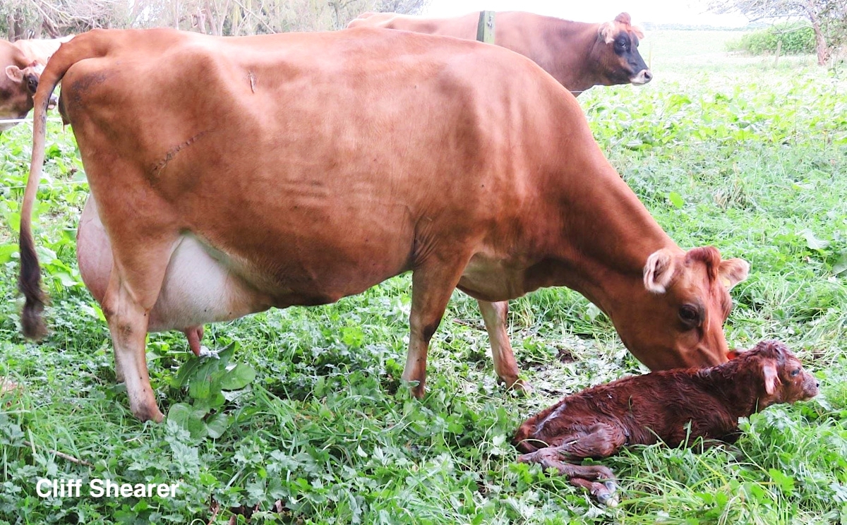 EL OBJETIVO : CONSEGUIR VACAS PREÑADAS