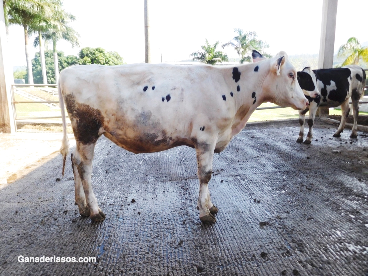 “LAS VACAS DE CONCURSO SON TAMBIÉN VACAS MÁS RENTABLES”