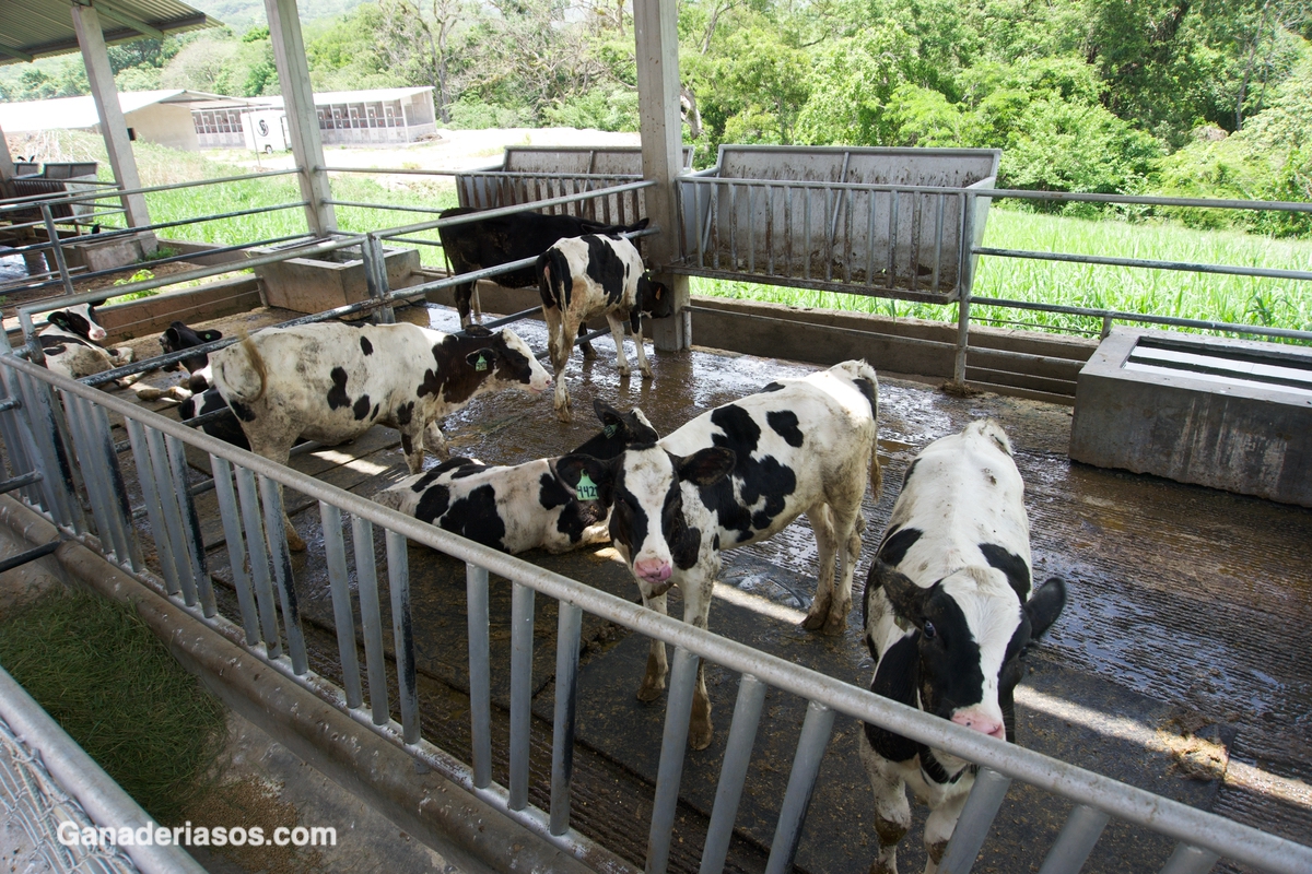 ¿ACASO EL HENO DESARROLLA EL RUMEN?