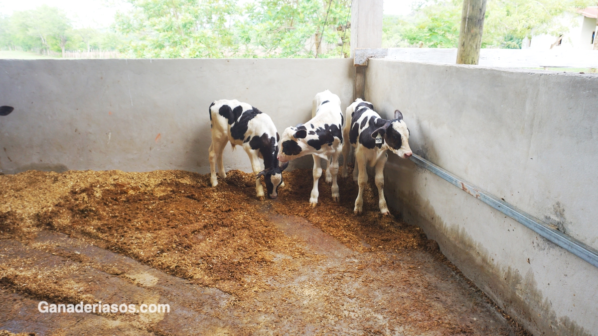 LA PASTEURIZACIÓN DE LECHE Y CALOSTRO