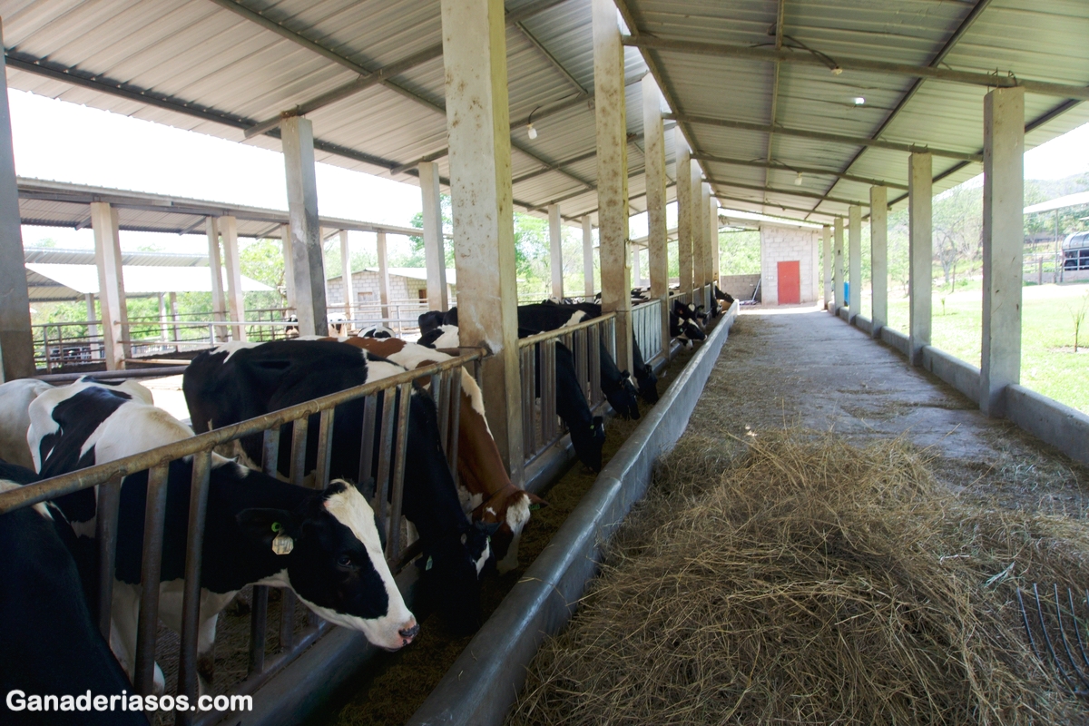 ALIMENTACIÓN DE LA VACA LECHERA PREPARTO