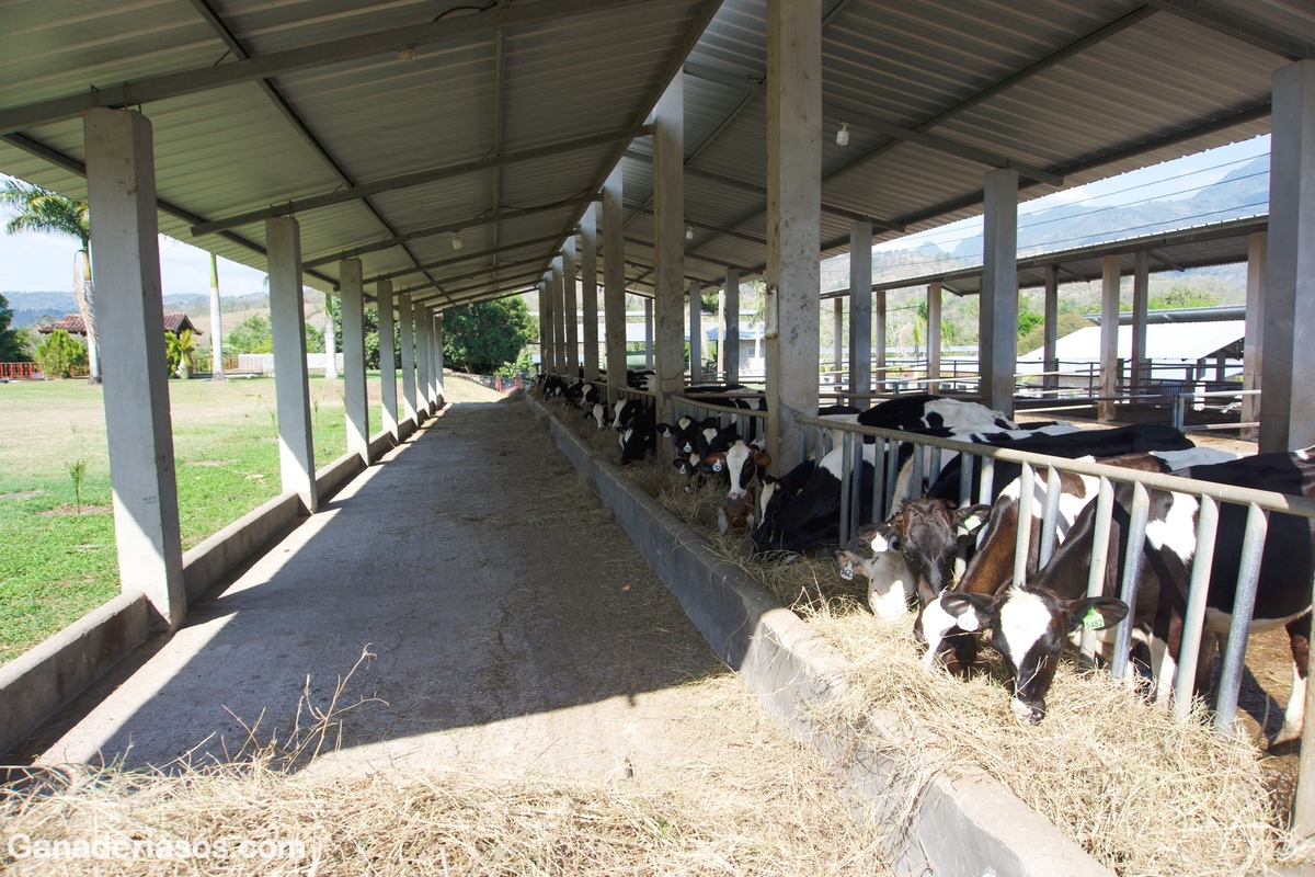 DESECHO DE BECERRAS LECHERAS DE REEMPLAZO EN UNIDADES FAMILIARES DE PRODUCCIÓN DE LECHE