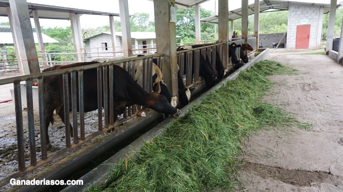 GRASA Y PROTEÍNA DE LA LECHE DE VACA: COMPONENTES, SÍNTESIS Y MODIFICACIÓN