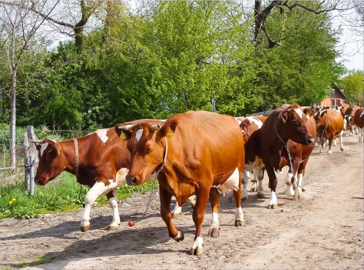 GRANDES PRODUCTORAS DE LECHE MUESTRAN MENOS CELOS