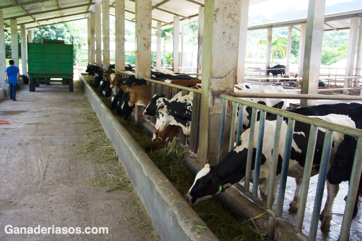 ¿Y SI ESCUCHÁSEMOS A LAS VACAS HABLARNOS DE SU ALIMENTACIÓN?