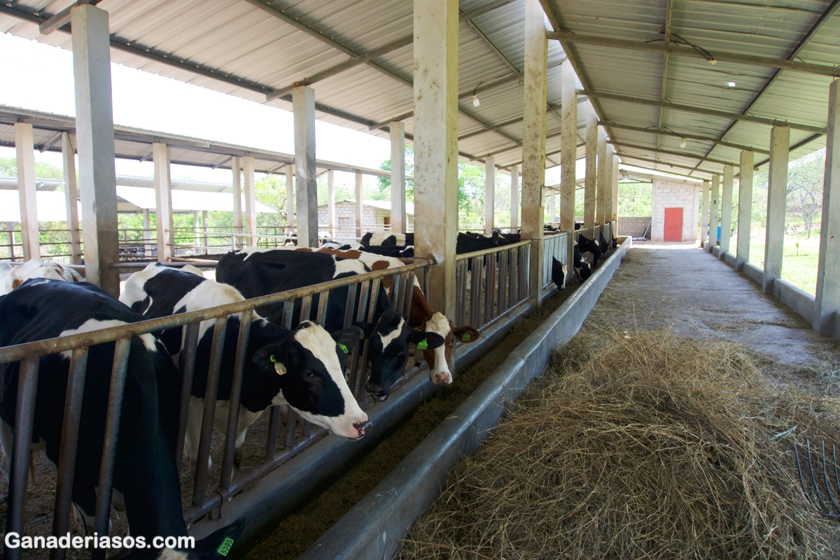 HERRAMIENTA DE EDICIÓN DE GENES PODRÍA MEJORAR EL BIENESTAR ANIMAL Y LA SEGURIDAD ALIMENTARIA