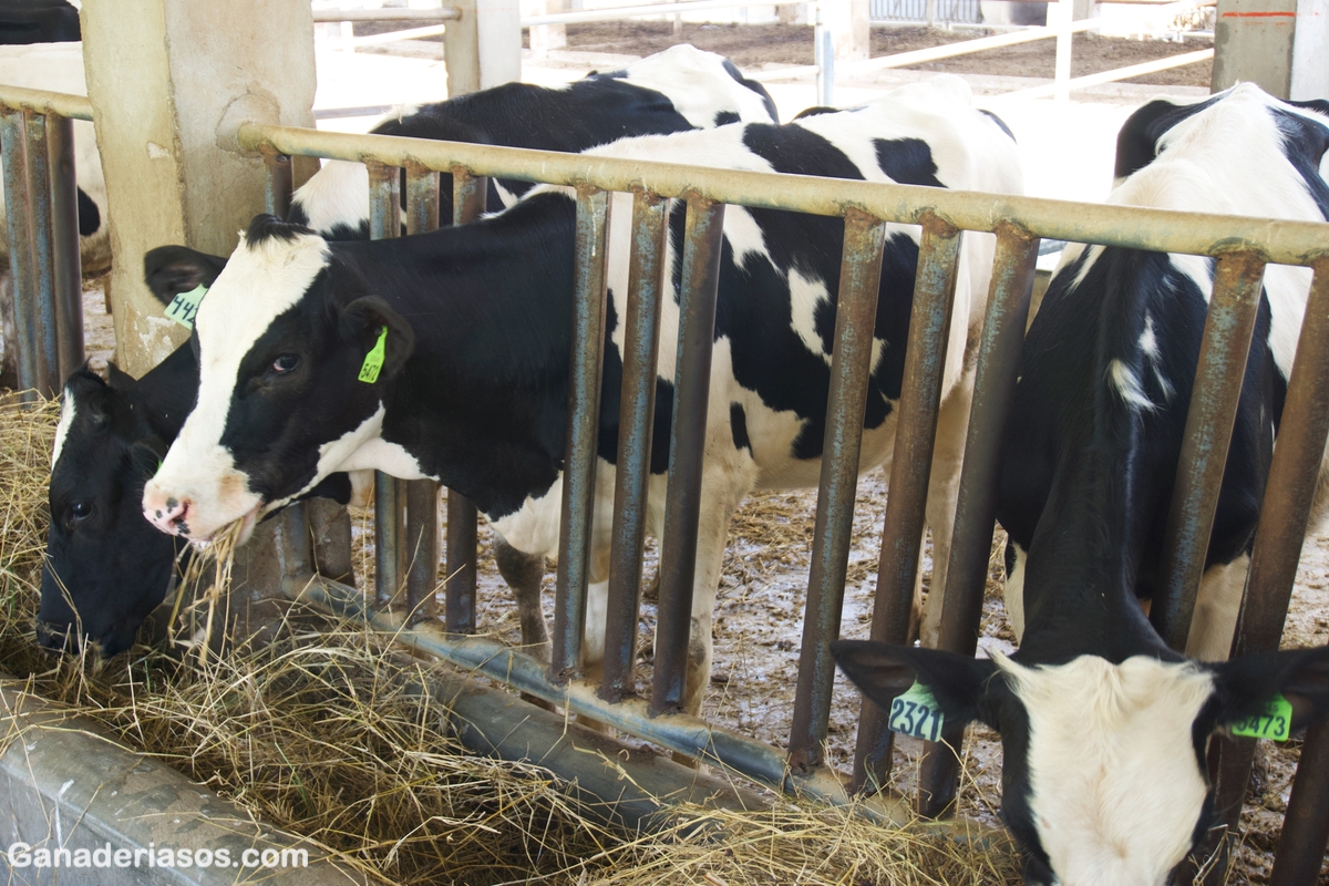 EL BINOMIO INDISOLUBLE: EFICIENCIA REPRODUCTIVA-PRODUCCION DE LECHE