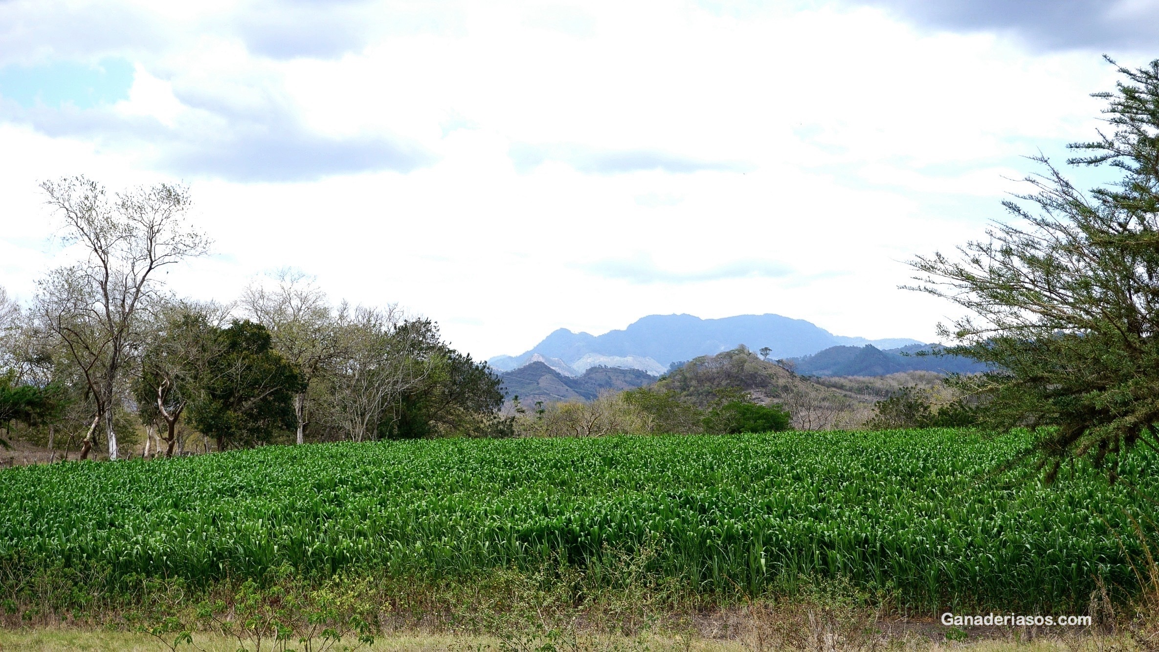 “LOS CRUCES TRIPLES Y LA RETROCRUZA CON HOLSTEIN SON LOS MÁS PRODUCTIVOS EN PASTOREO”