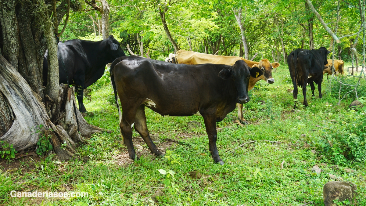 “EN EL FUTURO LAS GRANJAS DE LECHE O SERÁN MUY INTENSIVAS O ECOLÓGICAS”