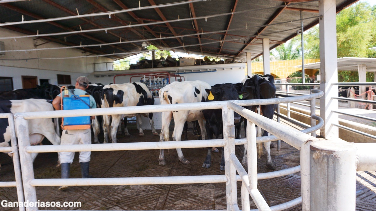 POR QUÉ ES TAN IMPORTANTE CONTROLAR LAS MOSCAS EN LAS GANADERÍAS DE VACUNO DE LECHE