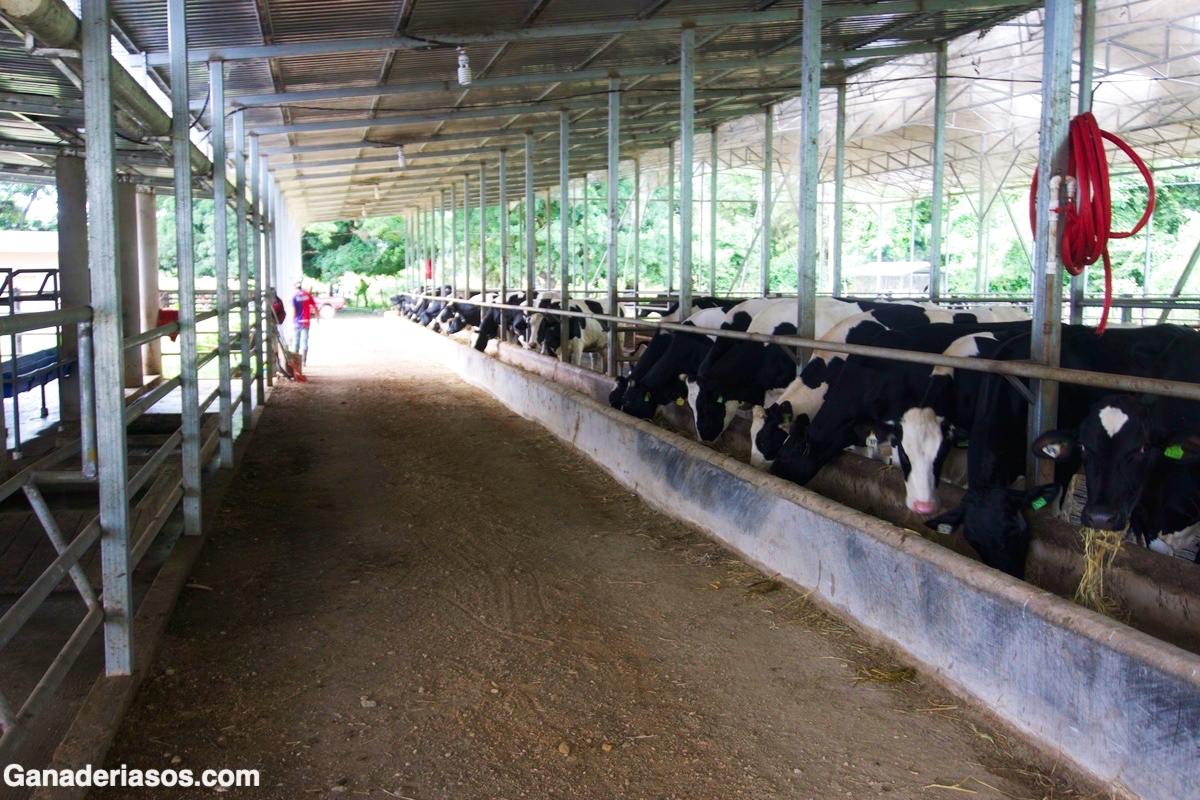 EFECTO DE LA DURACIÓN DEL PERÍODO SECO SOBRE LA PRODUCTIVIDAD Y LA REPRODUCCIÓN EN VACAS HOLSTEIN