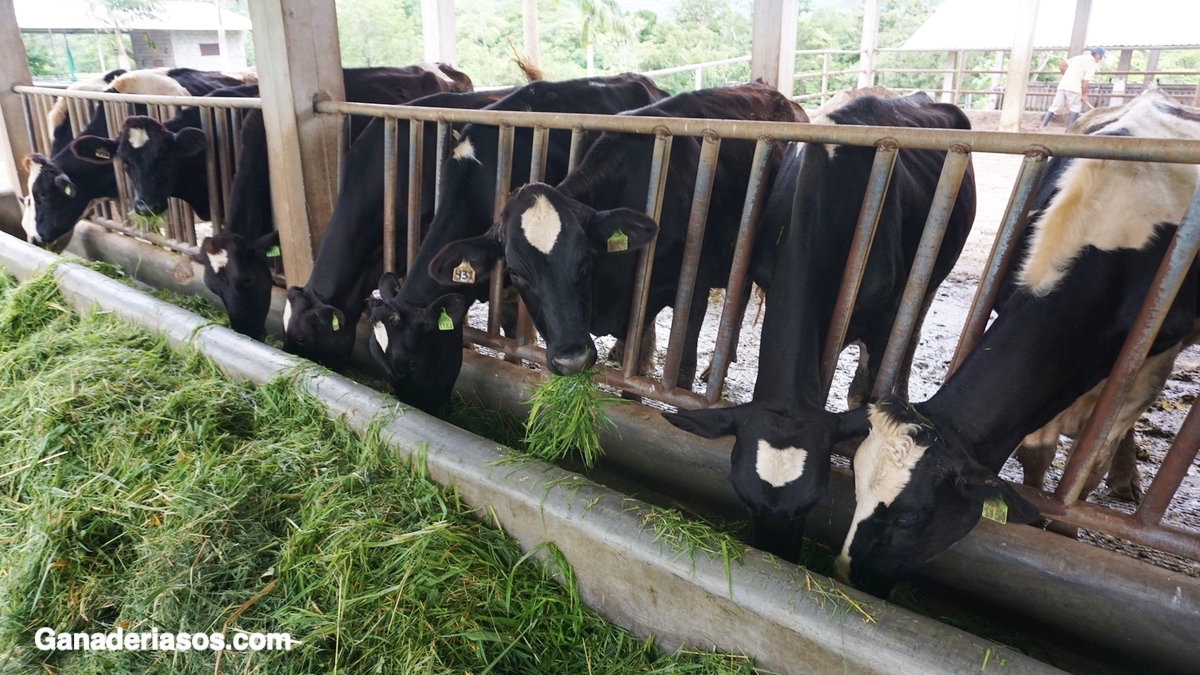 CÓMO ENFRENTAR LA NUTRICIÓN DE LAS VACAS LECHERAS EN PREPARTO