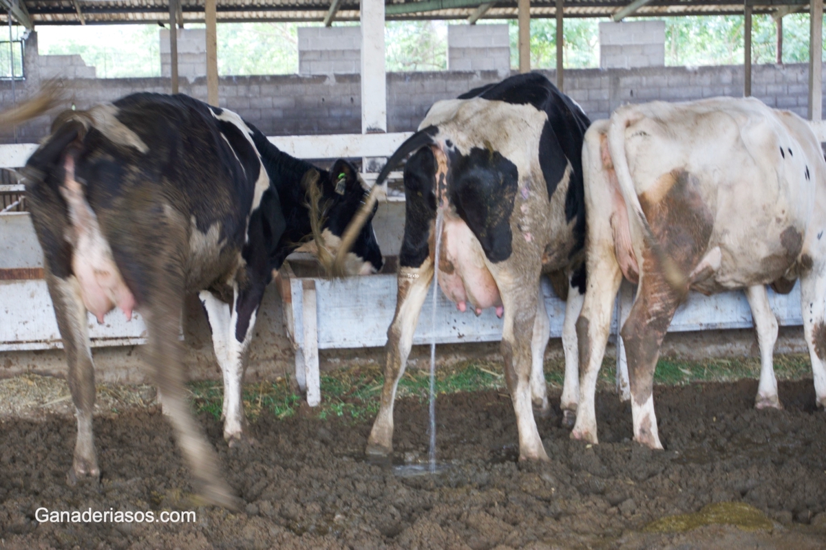 CETOSIS SUBCLINICA EN VACAS LECHERAS DURANTE EL PERIODO DE TRANSICIÓN