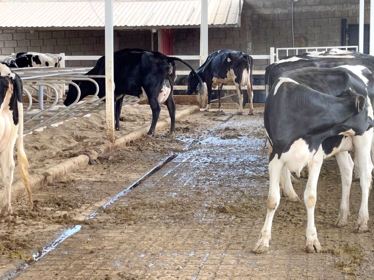 USO DE UN ANIMAL FISTULADO EN RUMEN, PARA RESOLVER LOS PROBLEMAS DIGESTIVOS EN BOVINOS