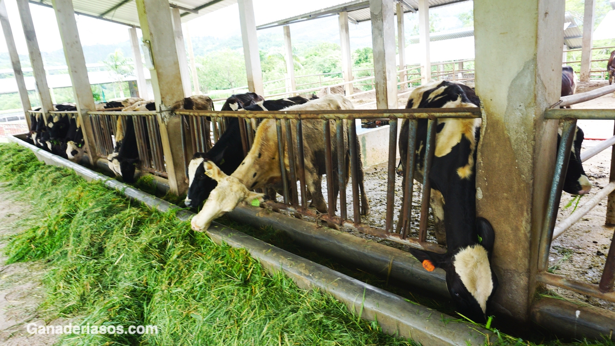 PAUTAS ALIMENTICIAS DURANTE LA CRÍA-RECRÍA DE NOVILLAS LECHERAS