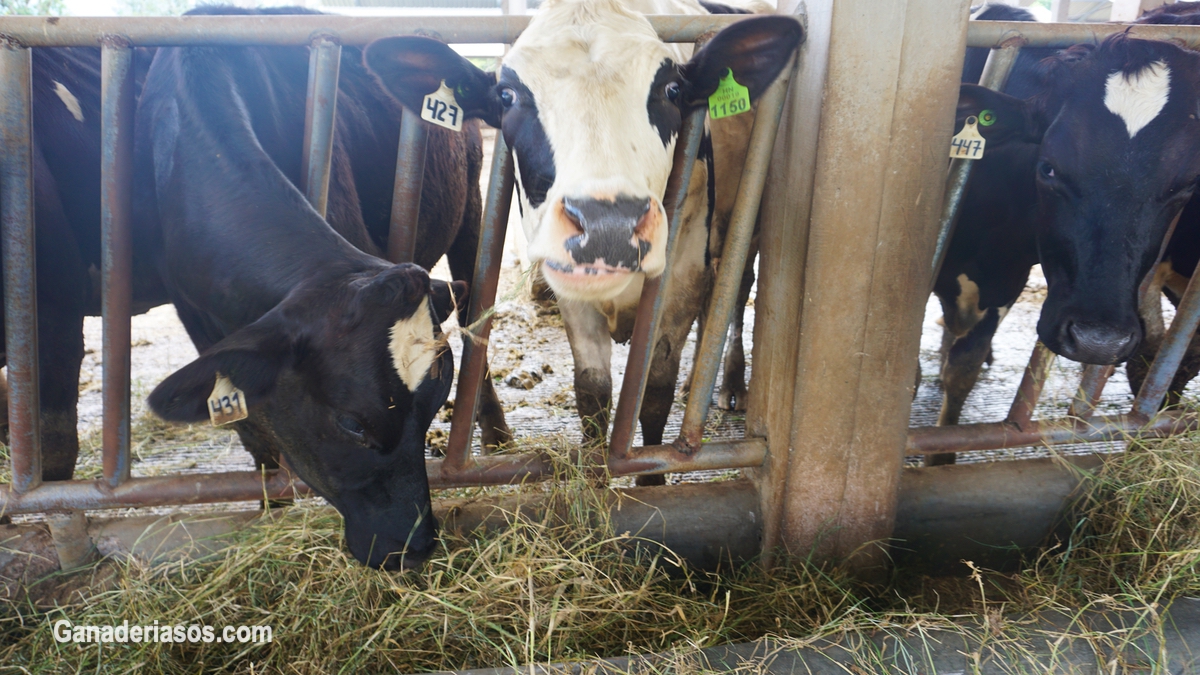 AUMENTAR LOS LITROS DE LECHE EN LA VIDA ÚTIL DE UNA VACA