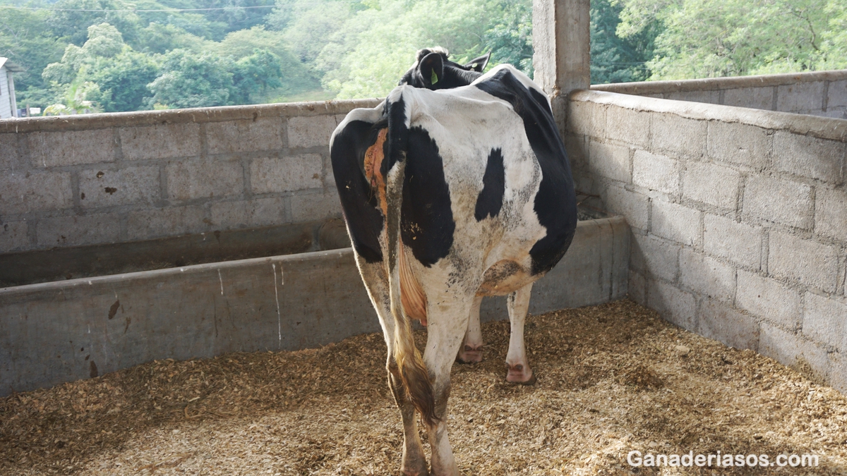 CUIDADOS DE LA VACA ANTES Y DESPUÉS DEL PARTO