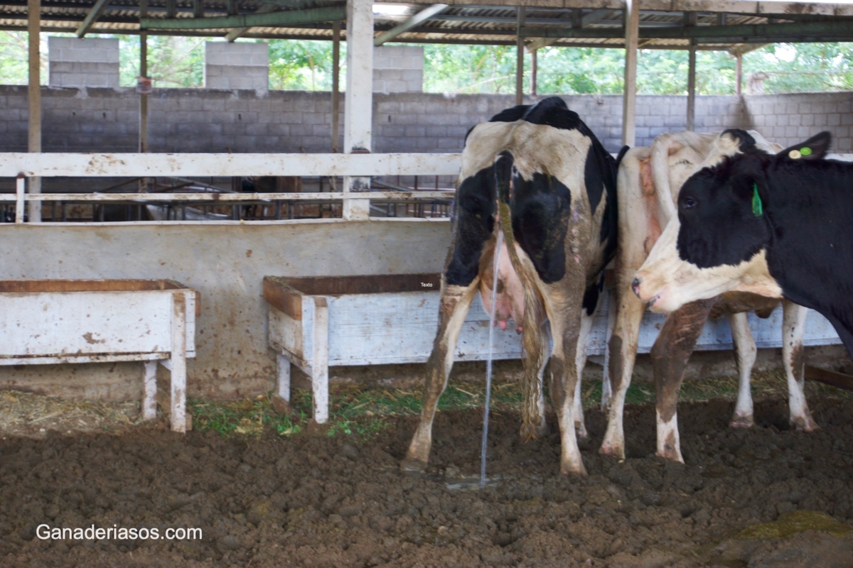 UNA MIRADA A FONDO AL RUMEN DE LAS VACAS LECHERAS